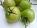 Confiture de Tomates Vertes 350 g Pot de 350 g